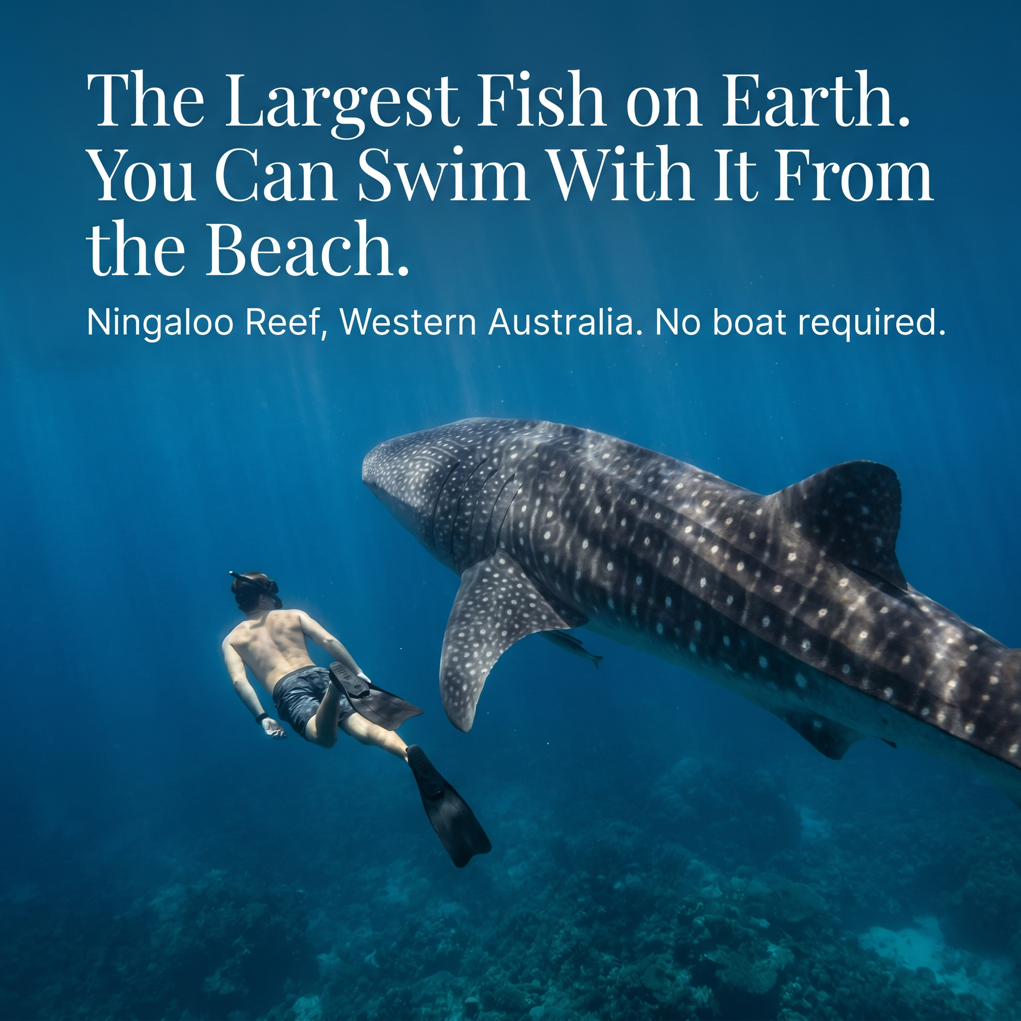 Coral Coast & Ningaloo: The Marine Frontier