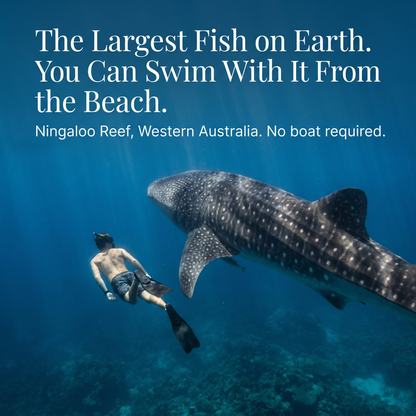 Coral Coast & Ningaloo: The Marine Frontier